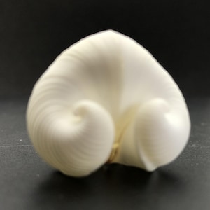 Könnte beinhalten: Eine weiße Muschel mit einer einzigartigen herzförmigen Form. Die Muschel hat eine glatte, glänzende Oberfläche und komplizierte, wirbelnde Muster.