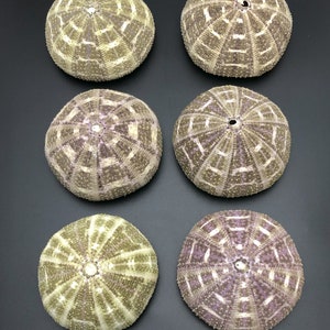 24 pieces sea urchin green sea maritime beach Tripneustes pileolus shell natural sea urchin shell #1070 Alfonso sea urchin