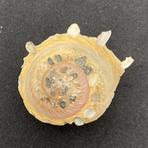 Chinese Shell Carrier #Xenophora chinensis# Philippines #1679 sea fan coral beach maritime