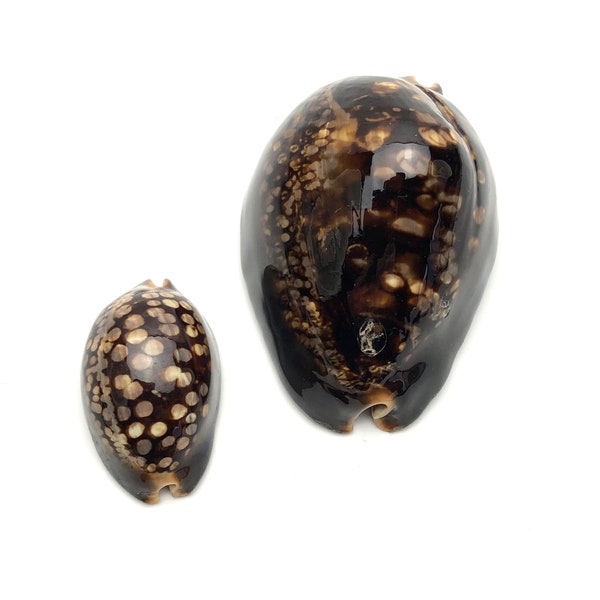 Set of 2 XL and XS Humpback cowrie #1194 Philippines shell Sea Maritime Beach Cypraea mauritiana collectors shell