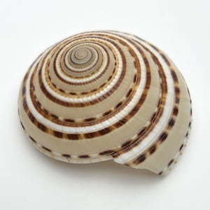 May include: A large, spiral-shaped seashell with brown and white stripes. The shell is smooth and glossy, with a slight sheen.