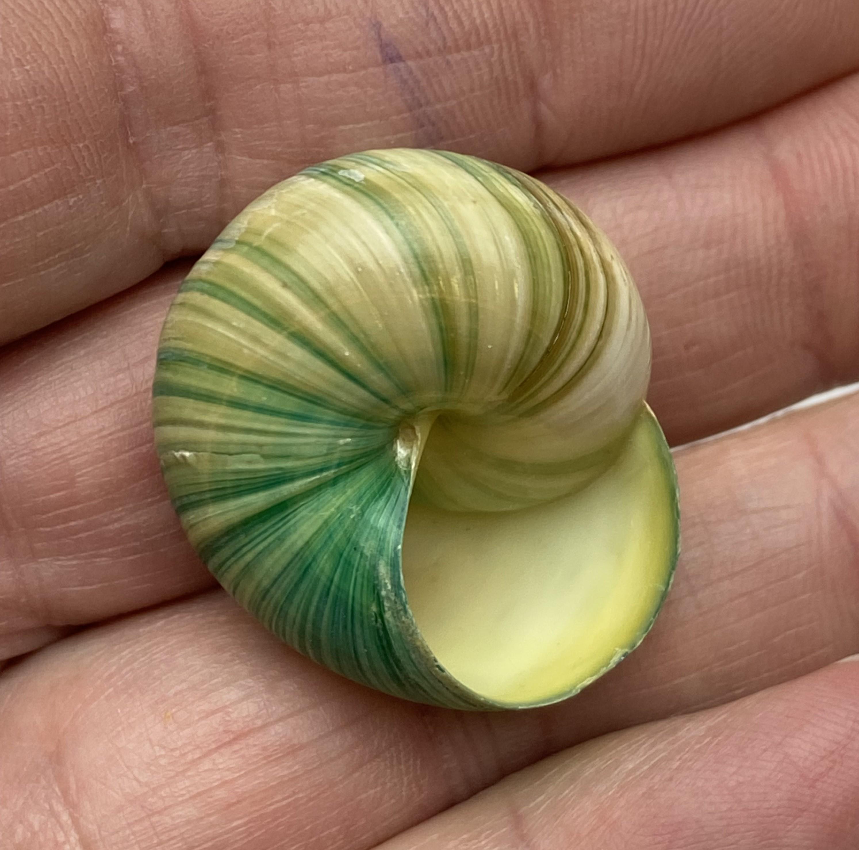 3 Exceptionally Colored Land Snail, Natural Green Blue Tint Asperitas Azura  3 Cm Shell Beach Maritim Triton Coral #0709 - Etsy, image size:2988x2956