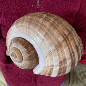 May include: A large, spiral seashell with a smooth, glossy surface. The shell has alternating bands of light tan and brown, creating a striped pattern. The opening reveals a deep, dark brown interior. A natural decorative item.
