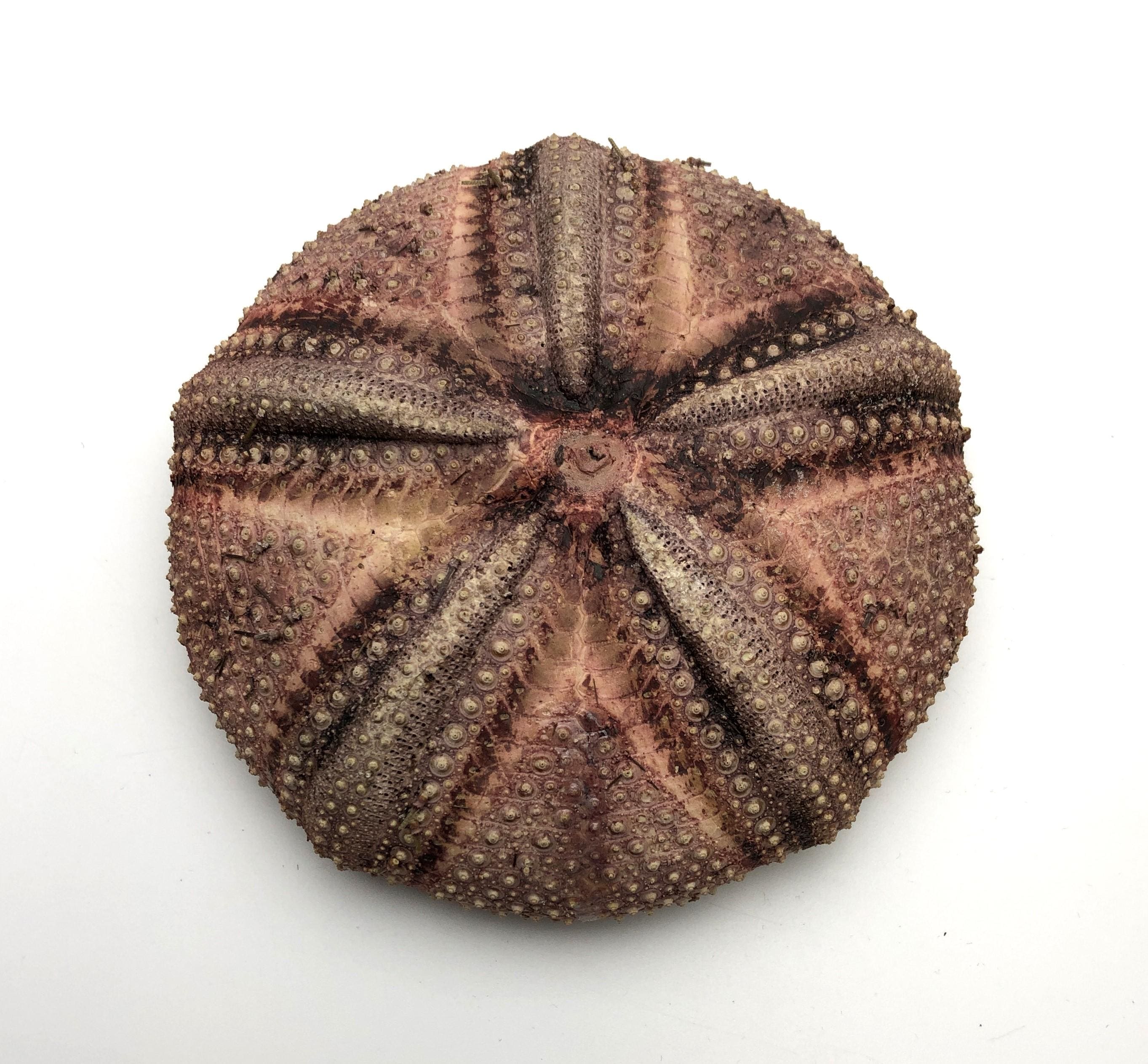 Rare Sea Urchin Without Spines: Astropyga Radiata, Philippines