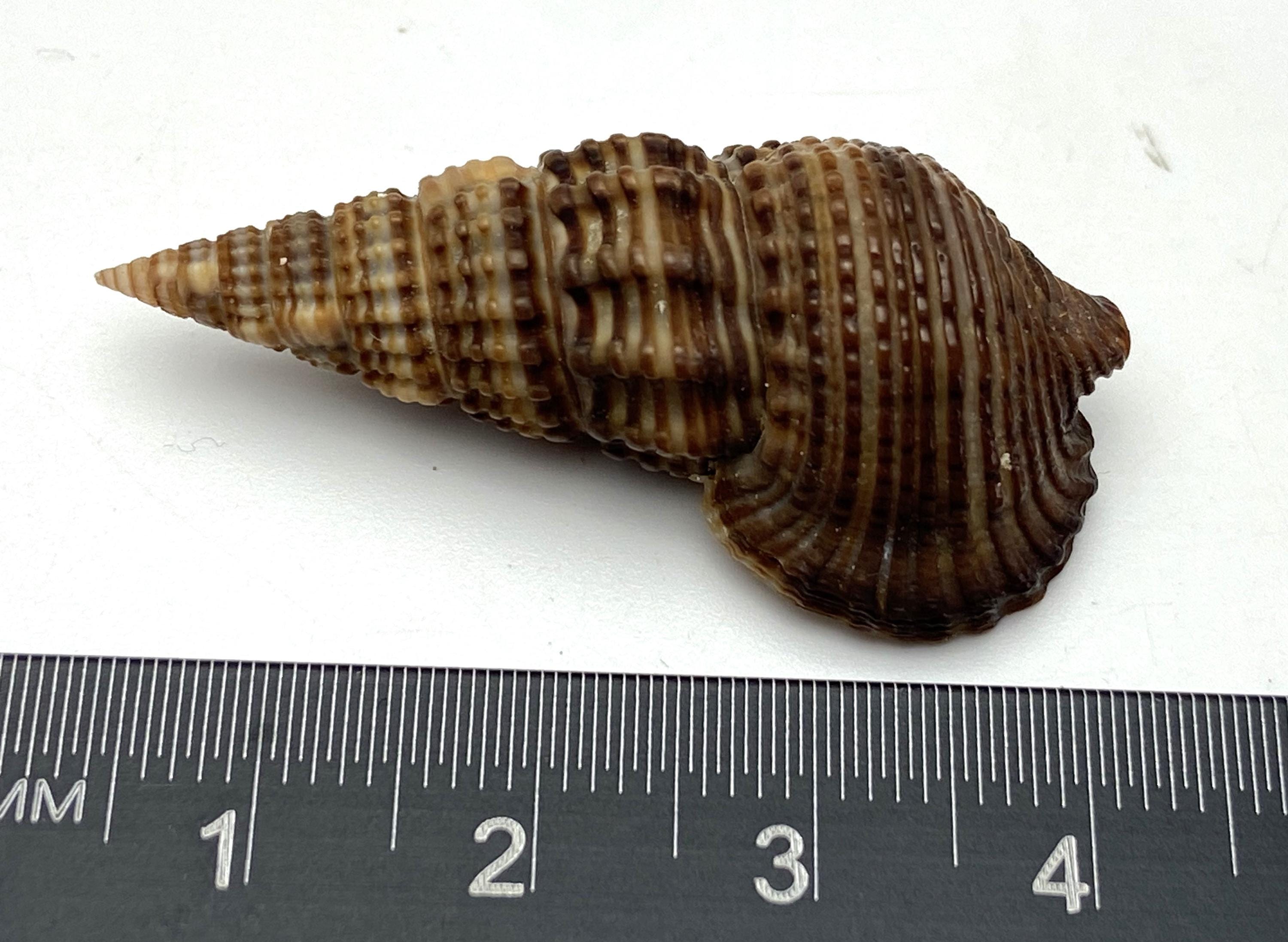 Sulcate Swamp Cerith Sea Shell #1647 Collectors Shell Beach Cowrie ...