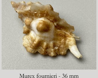 Murex fournieri - 36 mm - Japan - From an Old Collection - Rare seashell #3F-2009