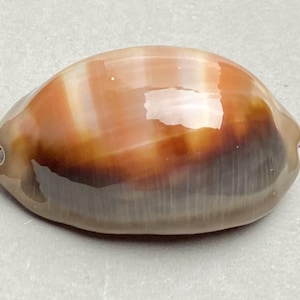 Nyligen ankommen supermörk svullen kauri #Cypraea ventriculus# 47 mm - från samlare på Samar Island snäckskal av högsta kvalitet #1754-5F