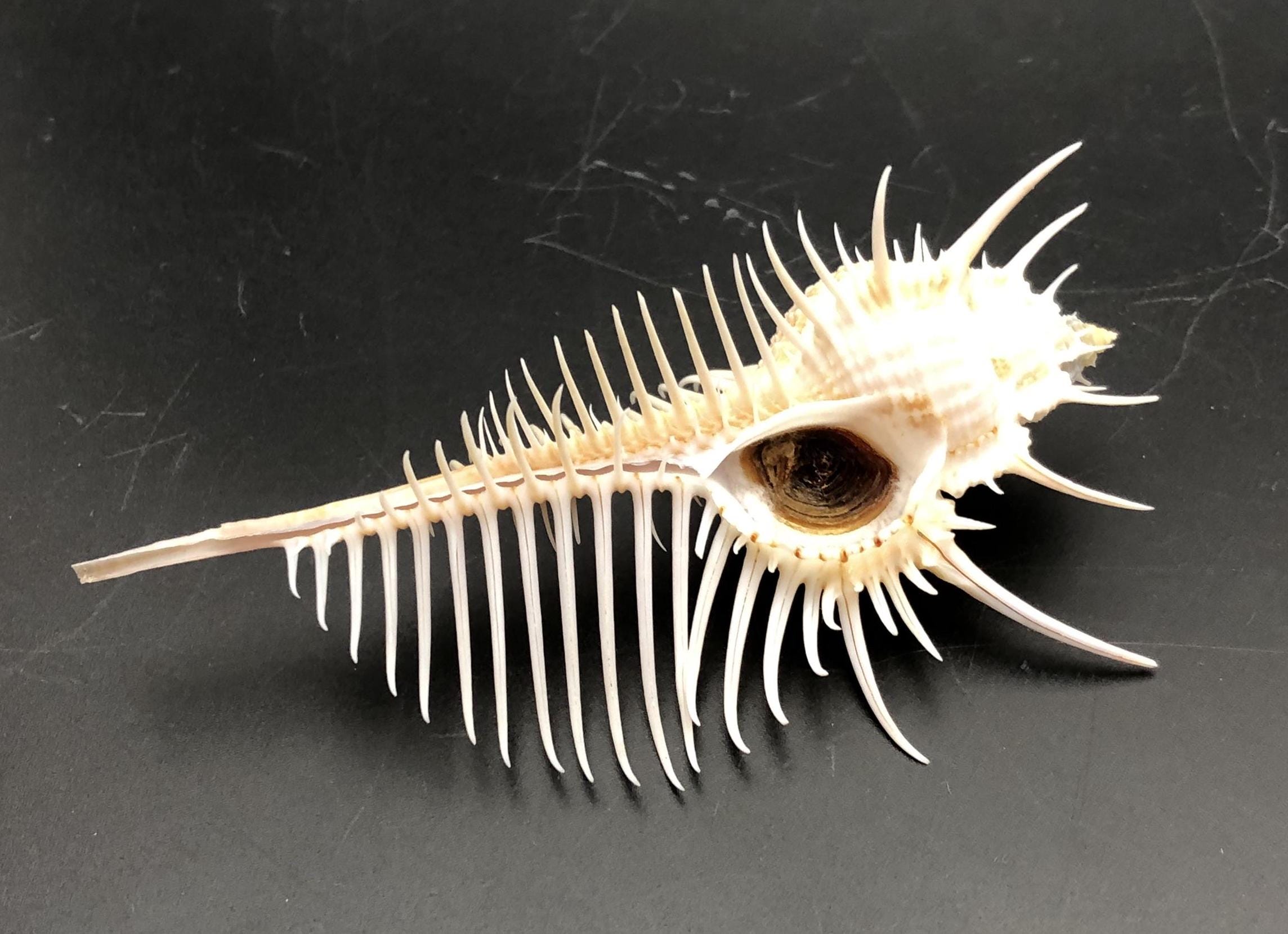 Small Venus Comb Murex Pecten Sea Shell Maritim Beach Cowrie #5028