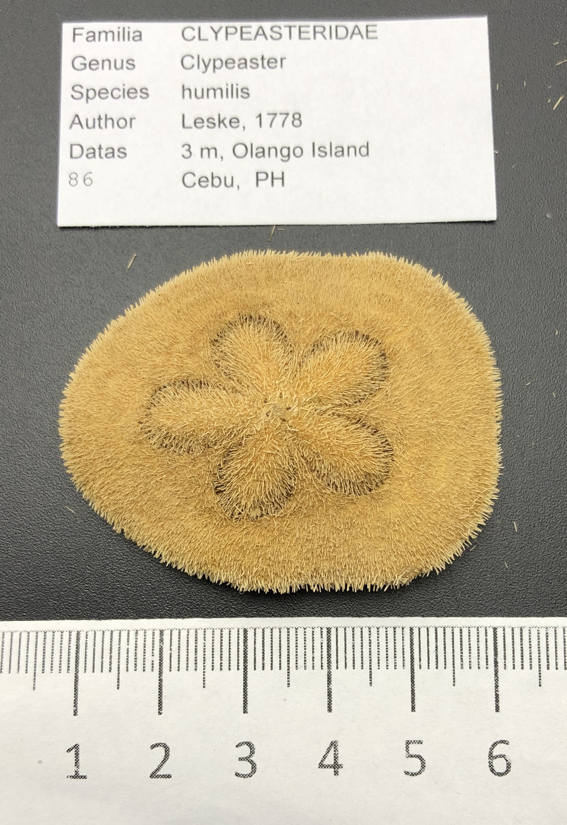 珍しい棘のあるウニ: Clypeaster humilis フィリピン 5 cm ウニ科