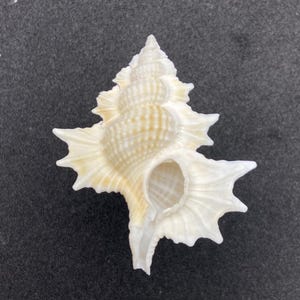 Könnte beinhalten: Eine weiß-cremefarbene Muschel mit einer stacheligen, sternartigen Form. Die Muschel hat ein spiralförmiges Design und eine große Öffnung. Die Oberfläche hat ein strukturiertes Muster. Die Muschel befindet sich auf dunklem Hintergrund.