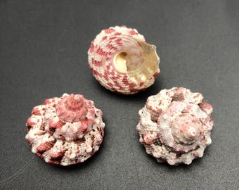 Set of 3 Red Top shells #Trochus ferreirai# sea shell Maritim beach Cowrie collector shell coral collection abalone #5072-1K