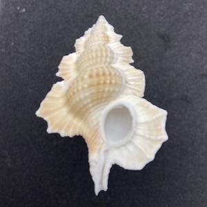 Könnte beinhalten: Eine natürliche Muschelschale in cremefarbenen und hellbraunen Tönen mit einer spiralförmigen Form und strukturierter Oberfläche. Die Schale hat eine große Öffnung. Dekorativer Artikel.