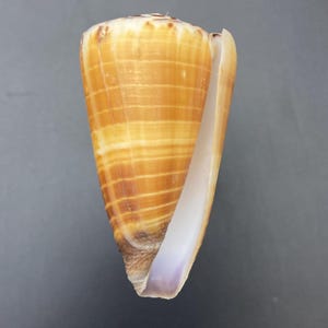 Könnte beinhalten: Eine kegelförmige Muschel mit einem Spiralmuster in Braun- und Beigetönen. Das Innere der Schale ist helllavendelfarben. Die Schale hat ein glattes, poliertes Aussehen vor einem dunkelgrauen Hintergrund.
