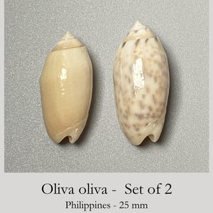 Op de afbeelding: Een set van twee Oliva oliva zeeschelpen van 25 mm. De ene schelp is effen lichtcrème van kleur met een gladde, glanzende afwerking, terwijl de andere schelp een gevlekt bruin en crème patroon heeft. Beide schelpen hebben een puntige top en een smalle opening.