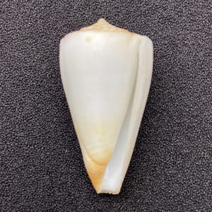 Può includere: Una conchiglia bianca a forma di cono con una superficie liscia e lucida. Il guscio ha un apice appuntito e una base ampia e aperta, con una sottile sfumatura di colori beige e crema. È un oggetto naturale e organico.