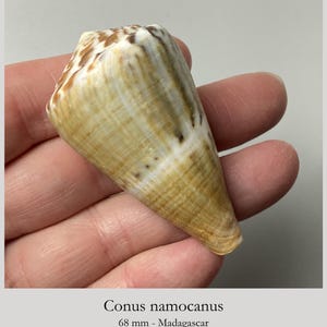 Rarely offered Cone shell from Madagascar - Conus namocanus - collectors shell specimen shell #4H-1058