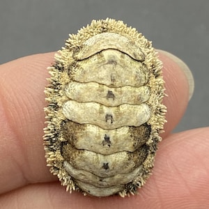 Könnte beinhalten: Nahaufnahme einer Chiton-Schale, die ihre segmentierte, ovale Form zeigt. Die Schale hat eine beige-braune Farbpalette mit einer strukturierten Oberfläche und einem Saum aus kleinen, stacheligen Vorsprüngen an den Rändern. Der Chiton wird von den Fingern einer Person gehalten.