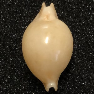 May include: A pale beige, teardrop-shaped object with a smooth, glossy surface. The top has two small, upward-pointing protrusions, and the bottom has a small, curved indentation. It resembles a decorative element or a unique bead.
