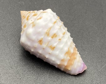 Uit een oude schelpenverzameling #Conus orchidiflores# Filipijnse schelp Maritiem strand Kauri #OC53 schelp koraal abalone Kegelschelp