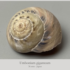 以下が含まれることがあります： ボタンのような円形のUmbonium giganteumの貝殻。表面は滑らかで光沢があり、淡いベージュとタンの色合いに、渦巻きに沿って暗褐色の放射状の模様が入っています。テキストにはUmbonium giganteum 36 mmと記載されています。