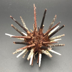 Puede incluir: Un erizo de mar marrón con espinas largas y afiladas. Algunas de las espinas son blancas y otras son negras.