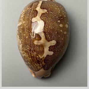 Map Cowry  - Cypraea mappa - 61 mm - Indo-Pacific - warm apricot-beige base     #5H-2057