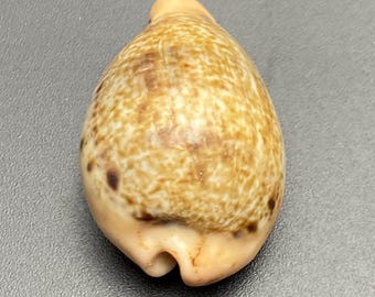 Hungerford's kauri uit de Zuid-Chinese Zee #Cypraea hungerfordi# met herkomstvermelding verzamelaarsschelp #1615