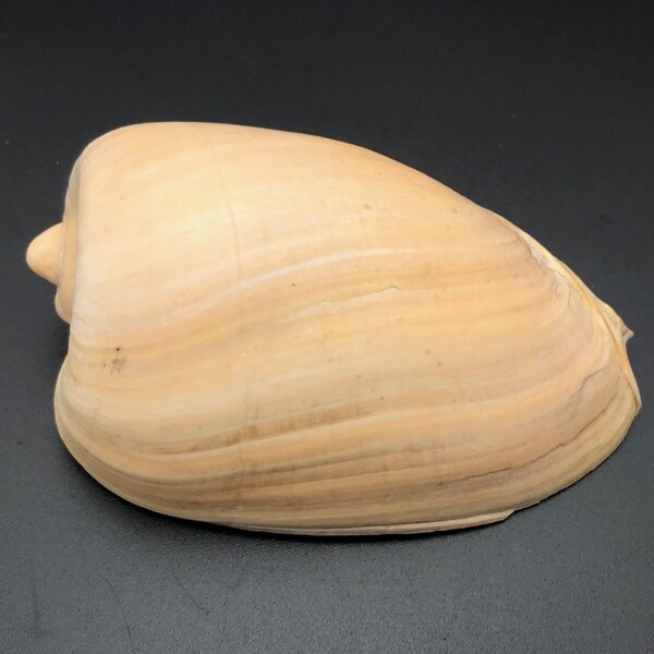 Cymbium olla #1024 d'Espagne coquillage mer plage maritime cauri escargot coquille naturelle 10 cm