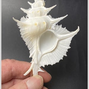 Puede incluir: Una concha marina Siratus alabaster de color blanco que mide 110 mm de largo. La concha presenta una espira puntiaguda, múltiples espinas afiladas y radiantes a lo largo del cuerpo, y una abertura ancha y estriada con una textura lisa.