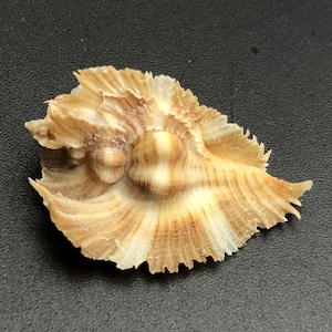 Könnte beinhalten: Eine hellbraune Muschel mit einem gekräuselten, gefranstem Rand. Die Muschel hat eine spiralförmige Form und ein glattes, weißes Inneres.