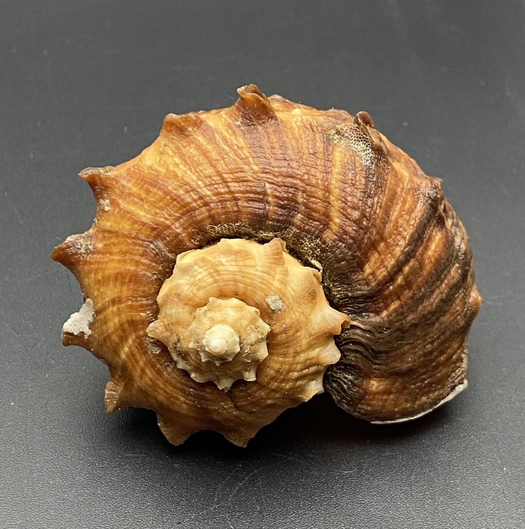 Turnip-shaped Rapa from the family of Murex shells 7 cm #Rapana ...