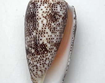 Gevlekte kegelschelp #Conus stercusmuscarum# Zee oceaan strand verzamelaars schelp kegelschelp #5195