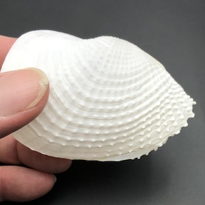 Barnea dilatata Angel Wing Shell 80 mm Rare Bivalve Collector Specimen Natural Sea Shell