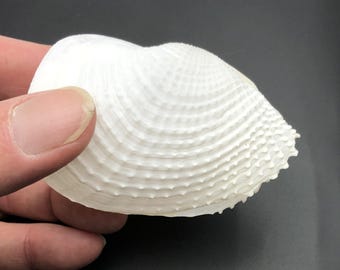 Brede vleugels engelenschelp Barnea dilatata