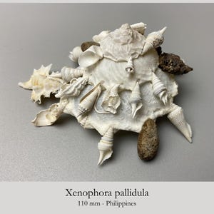Shell Carrier from Indo-Pacific ocean - Xenophora pallidula - 110 mm - collectors shell Maritim beach sea fan coral #6K-2108
