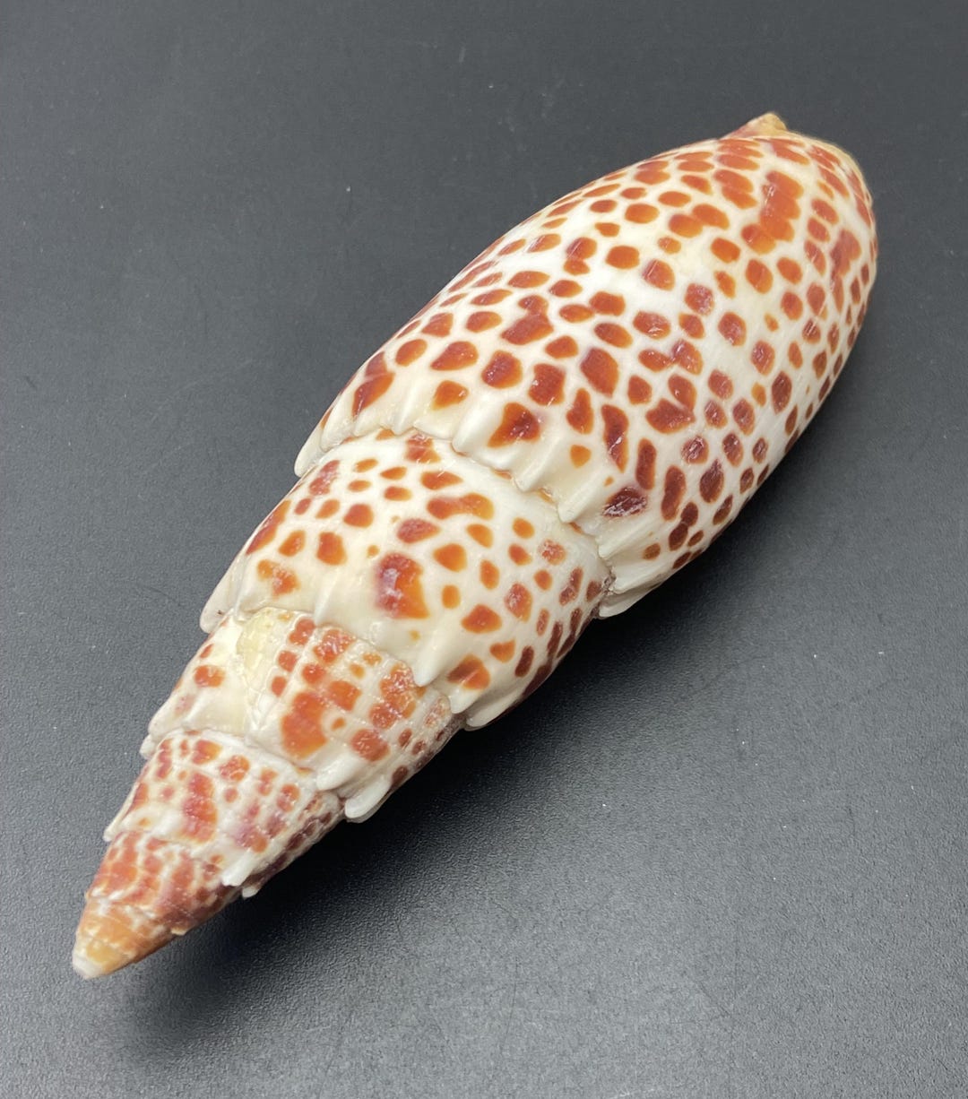 Extra Large Episcopal Miter Shell 4.5 Inches = 12 Cm #mitra Papalis ...