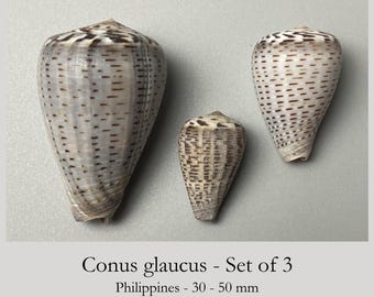 3 Conus glaucus - Natural Variations - Philippines - 30 - 50 mm #5G-1945