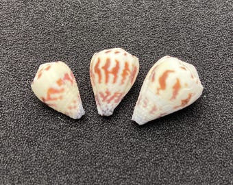 Uit een oude schelpenverzameling. Set van drie #Conus sponsalis# Filipijnse schelpen, strandschelpen, kauri #OC55 schelpen, koraal, abalone, kegelschelpen.