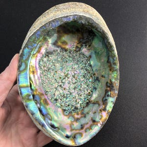 Abalone schelp met verleidelijke binnenkleuren, iriserende schelp, reuzenformaat 7,5 inch = 19 cm Haliotis fulgens (gerontisch) #1285