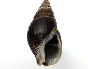 Nassa Mud Snails sea shell #Nassarius reeveanus f. luctuosa# collectors shell beach cowrie triton coral #1755-6F