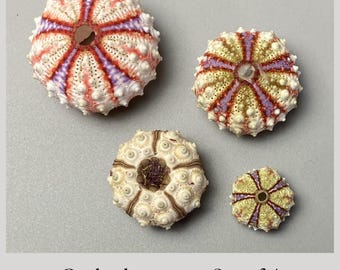 Set of 4 Coelopleurus species - Sea Urchin Shells – Spine-Free – Philippines – 18-33 mm