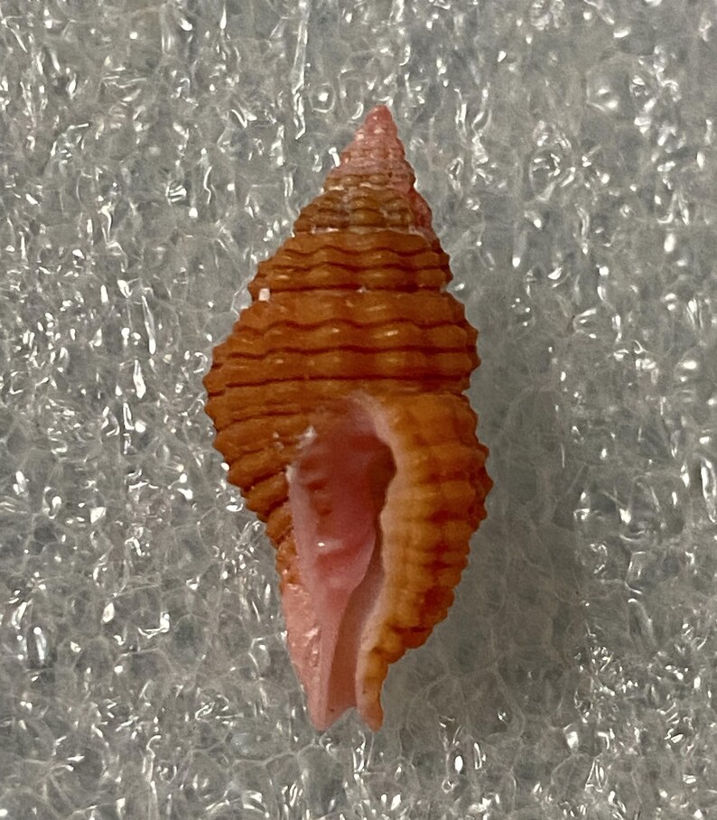 Cantharus Pulcher = Previous Name, From an Old Shell Collection # ...
