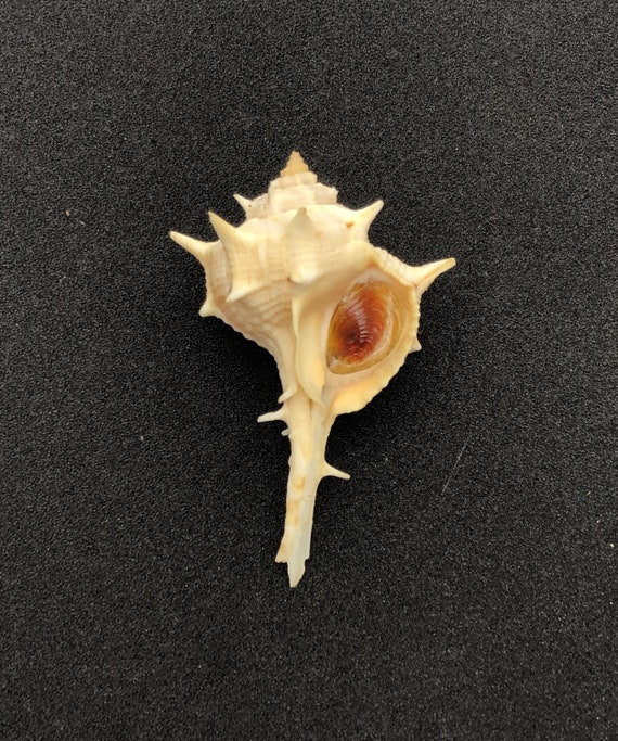 Purple Dye Murex From Italy #murex Brandaris# Collectors Shell