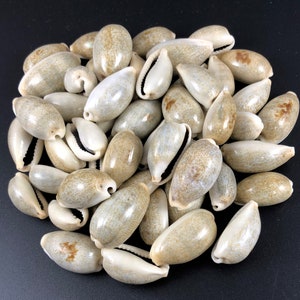 48 Kauri game pieces for Mancala, craft material Kauri shell, Cypraea errones 2.5 to 3.5 cm, maritime bean game Kalaha Toguz Kumalak