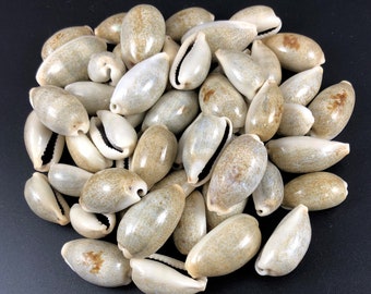 48 Kauri game pieces for Mancala, craft material Kauri shell, Cypraea errones 2.5 to 3.5 cm, maritime bean game Kalaha Toguz Kumalak