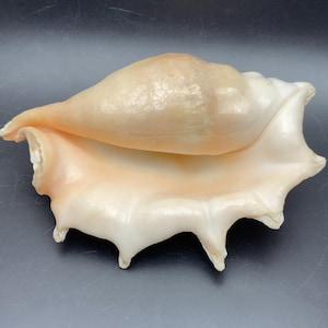 Könnte beinhalten: Eine große, perlmuttartige Muschelschale mit glatter, glänzender Oberfläche. Die Schale hat eine cremeweiße Basis mit Pfirsich- und Beigetönen. Die Form der Schale ist länglich mit einer ausgeprägten Spirale und einer ausgestellten Öffnung.