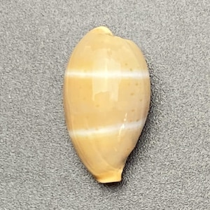 Lutea Cowrie #Cypraea lutea# vackert prickig bas, snäckskal Maritim strand Cowrie #5150 samlarsnäcka korallsamling abalone