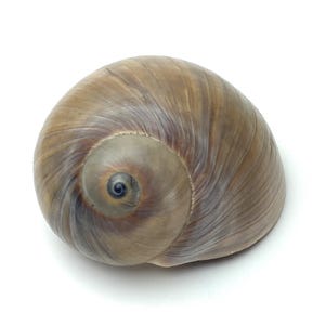 Occhi di squalo Conchiglia di luna #Nerita didyma# conchiglia marina Spiaggia marittima Collezionista di cipree Collezione di coralli Abalone #5064-6E
