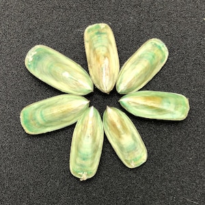 May include: Seven elongated, iridescent green and tan seashells arranged in a circular pattern. The shells have a smooth, glossy texture and varying shades of green and tan. The shells are on a dark background.
