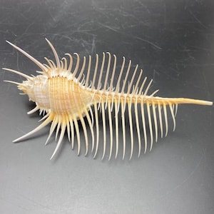 Op de afbeelding: Een beige en crèmekleurige zeeschelp met talrijke lange, dunne stekels die zich uitstrekken vanaf het lichaam. De schelp heeft een textuuroppervlak en is geplaatst op een donkergrijze achtergrond. De stekels geven het een stekelig uiterlijk.